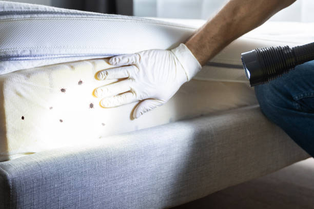 Best Termite Control Services  in Granville, OH