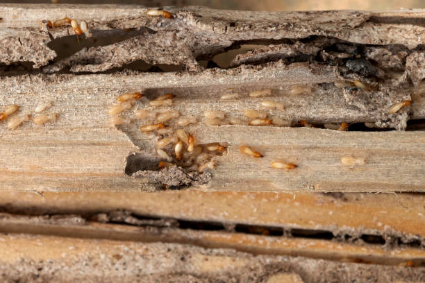 Best Mosquito Control Services  in Granville, OH